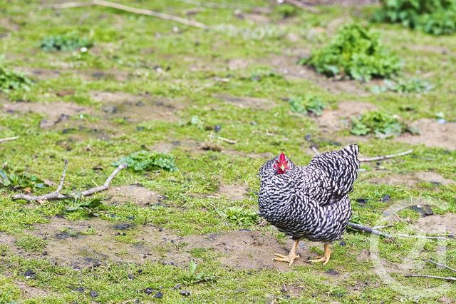 Maison à vendre - 7 pièces - 125 m2 - Hede Bazouges - 35 - BRETAGNE